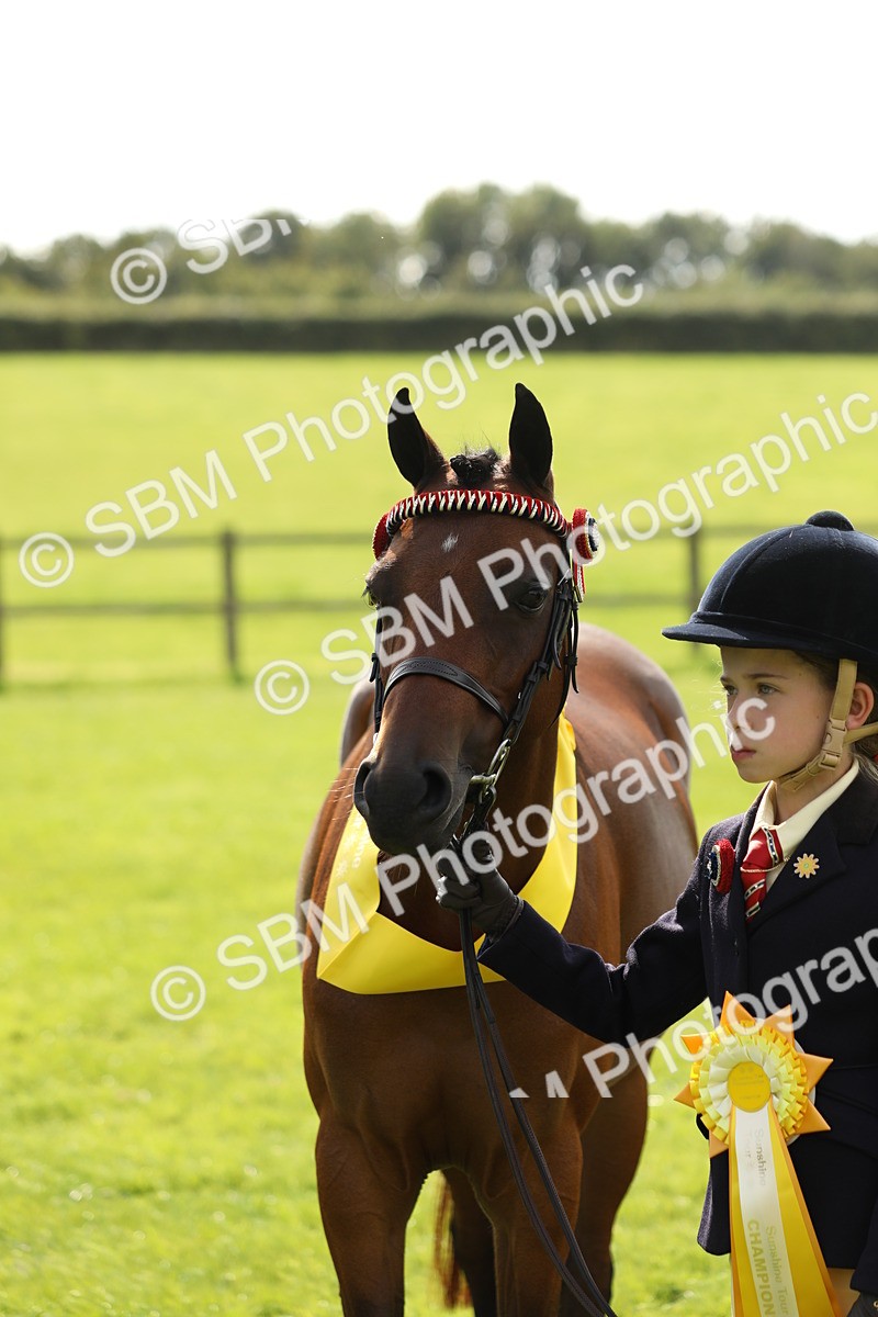 SBM_66337 - In Hand Pony & Youngstock Supreme Championship