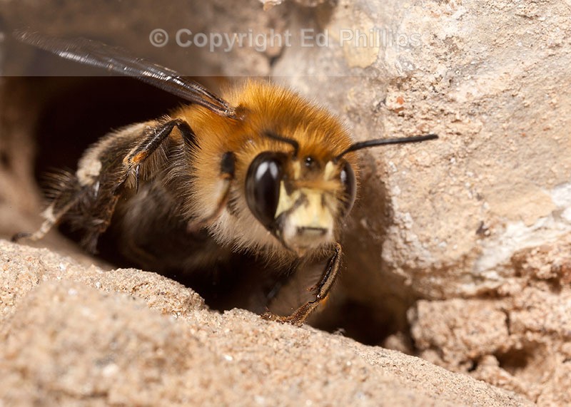 Anthophora  plumipes (m)