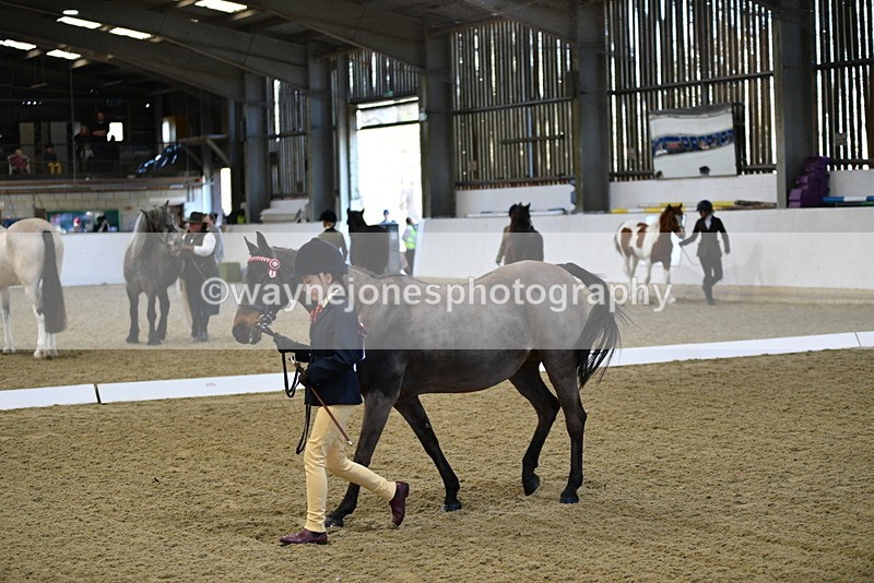 WJ5_3581 - Class 5 In Hand Veterans