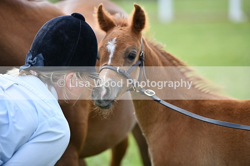 DSC_8552 - Class 69: Pure, Anglo & Part Bred In Hand Arab