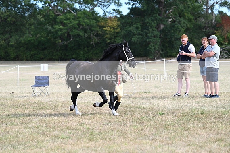 WJ7_8203 - In-hand Championship
