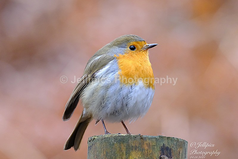 - Wildlife and Nature