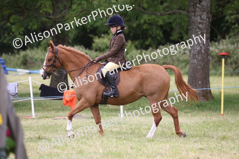 20260614-3165 - Class 22 - Open Working Hunter