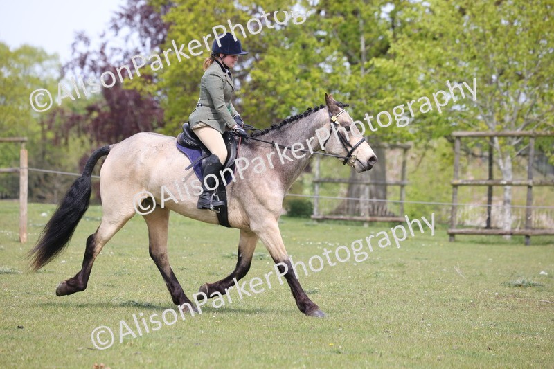 20260426-4453 - Class 34 - Best Riding Horse Over 14.2hh
