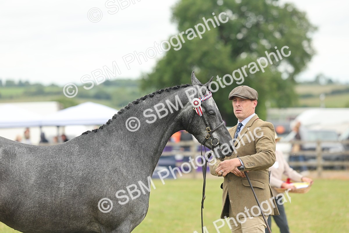 SBM_05495 - Class 68-73 - Riding Pony Breeding
