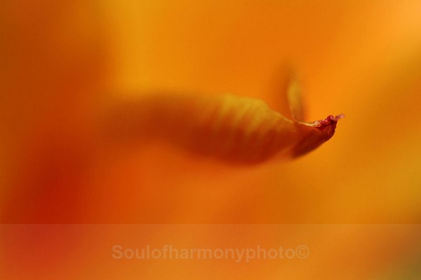 Delicacy, Sensuality Of Touch. - Feature Series