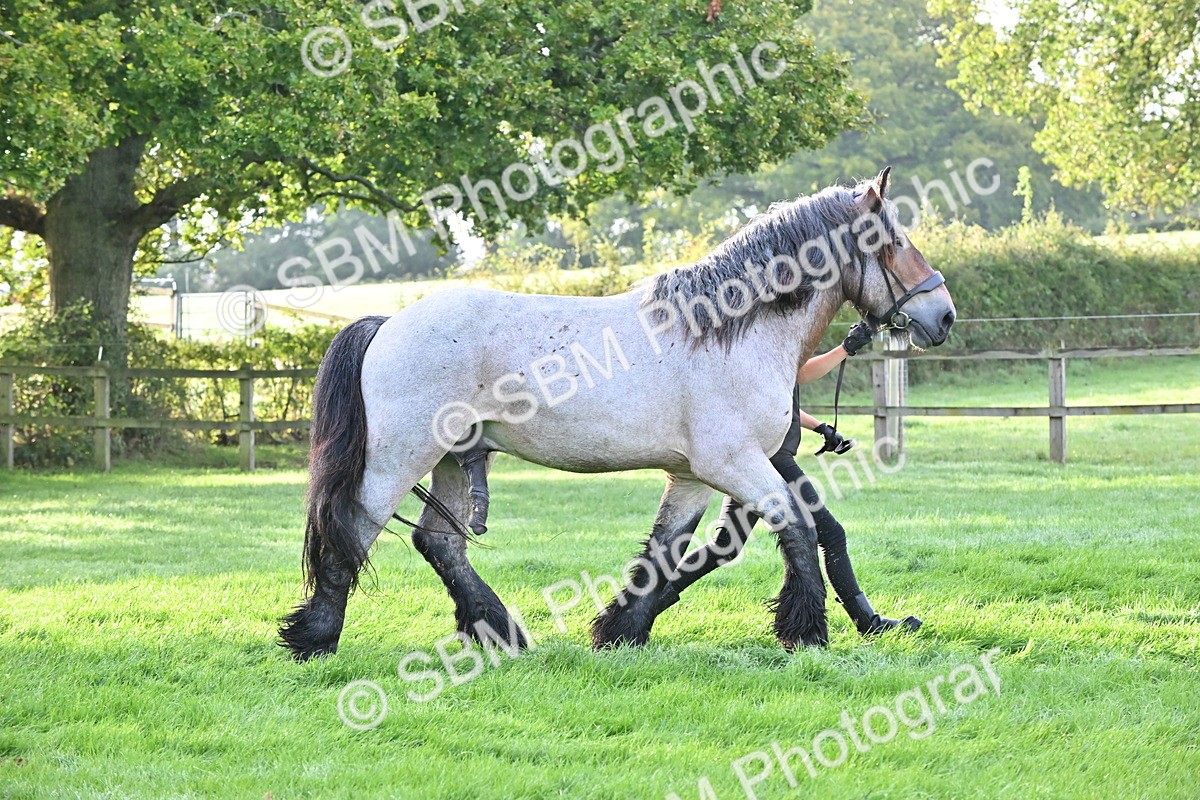 SBM_55316 - S44 - Youngstock In Hand