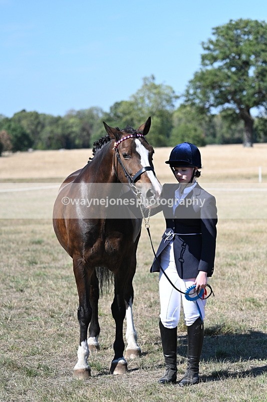WJ7_1656 - Class 42 Most Handsome Gelding
