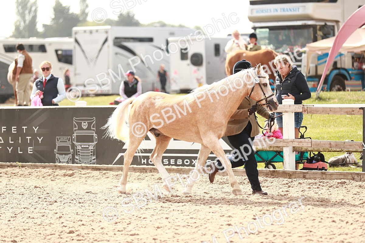 SBM_11805 - Class 206 IH Non Show Type Pony