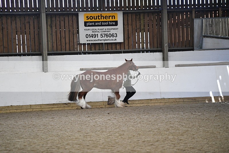 WJ5_5289 - Class 8 In hand cob