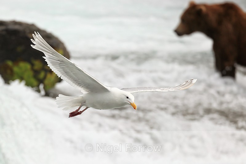 Flying Glaucous-winged Gull, Brooks Falls, Katmai NP, Alaska - Glaucous-winged Gull