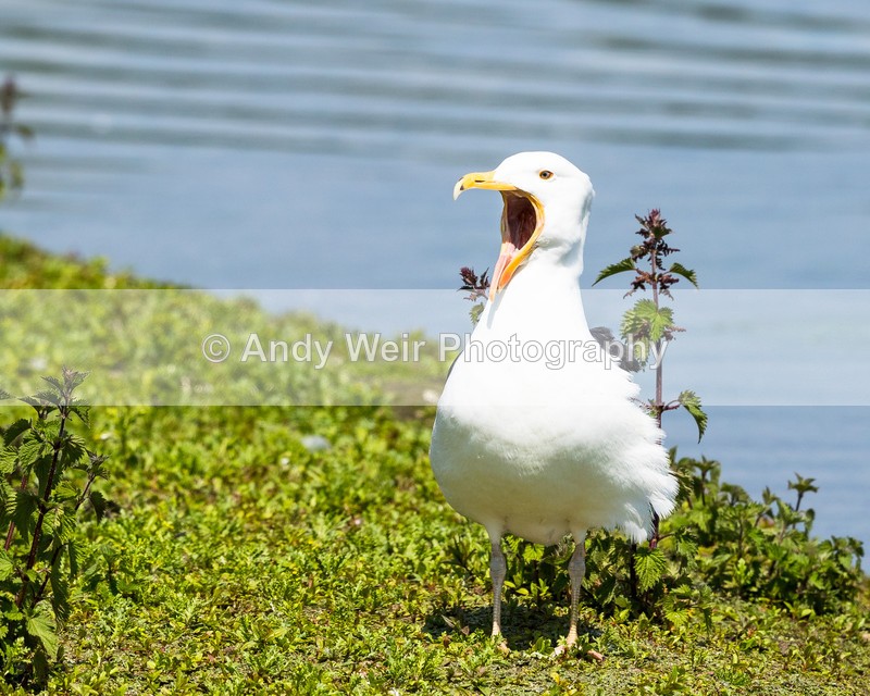 20160524-8E0A5516 - Gulls