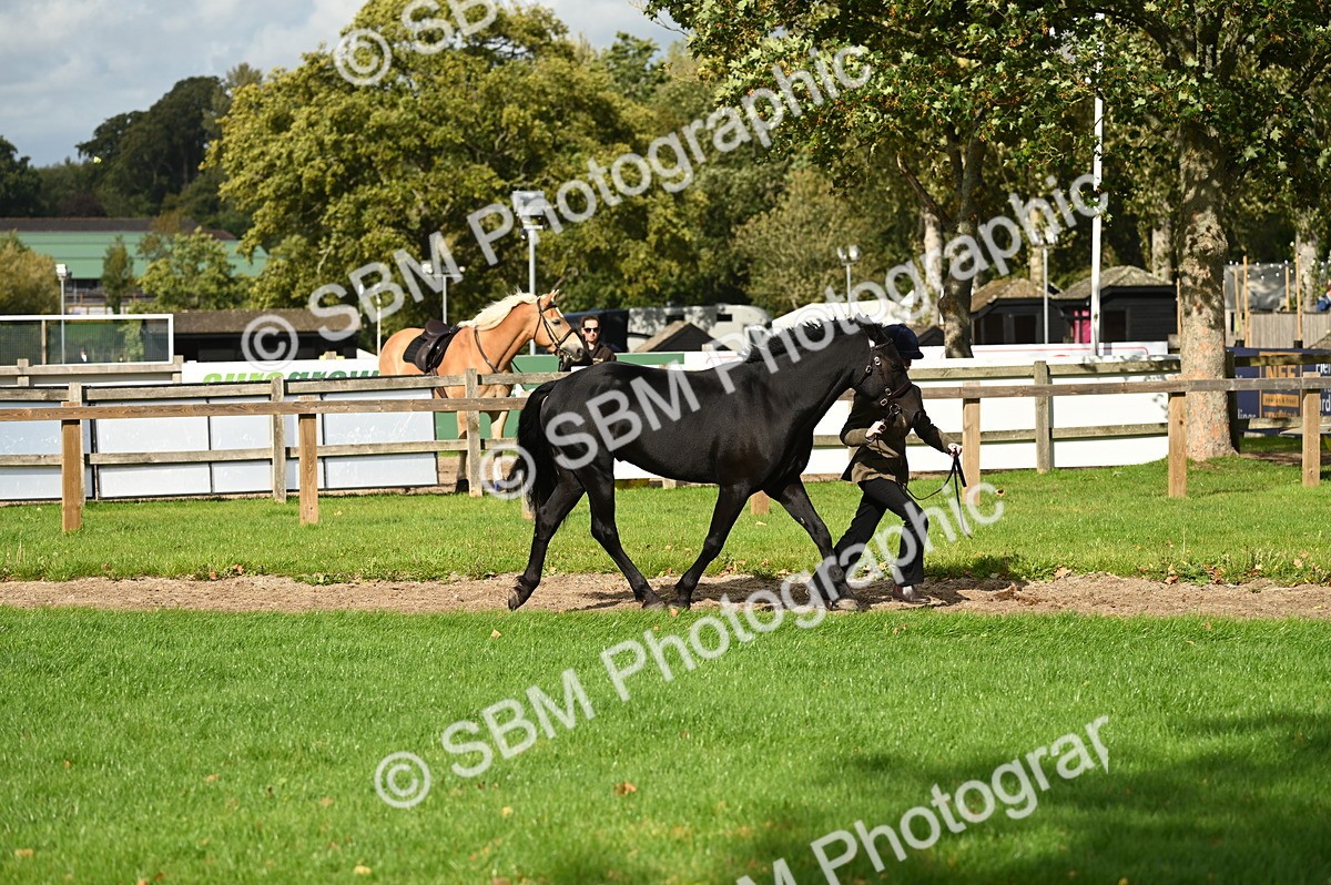 SBM_24962 - S5 - Novice & Newcomer In hand