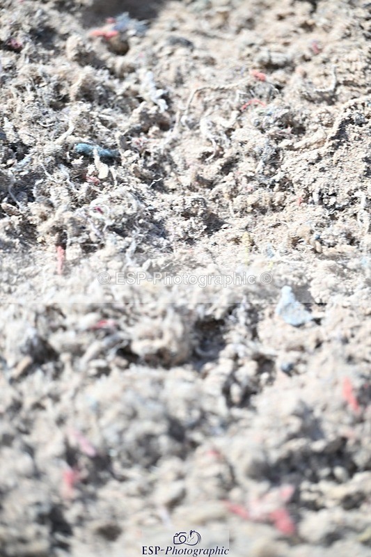 250924-131745-00401 - Cls 4 Newcomers and 1.10m Open