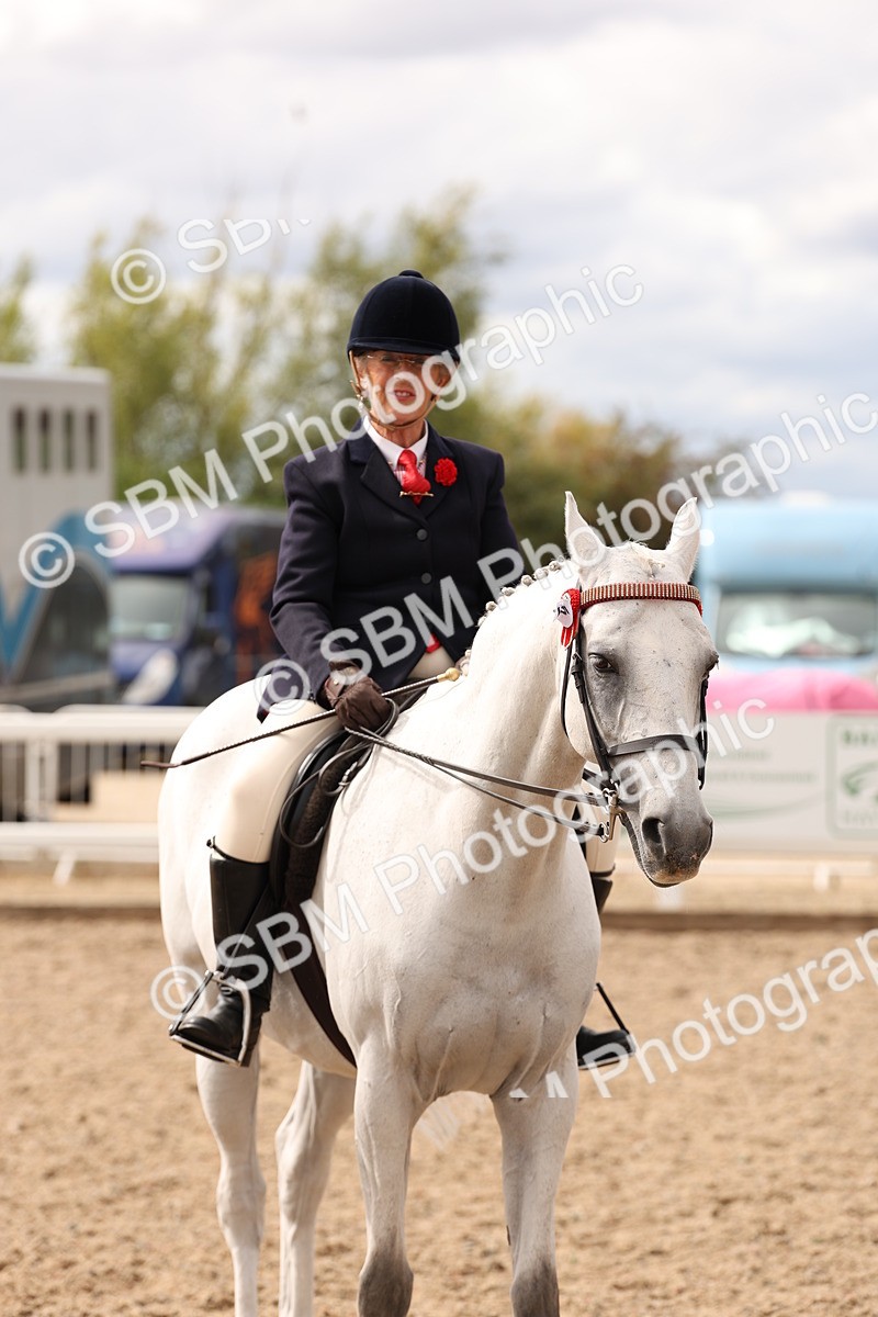 SBM_17368 - Class 214 - Ridden Hack Riding Horse
