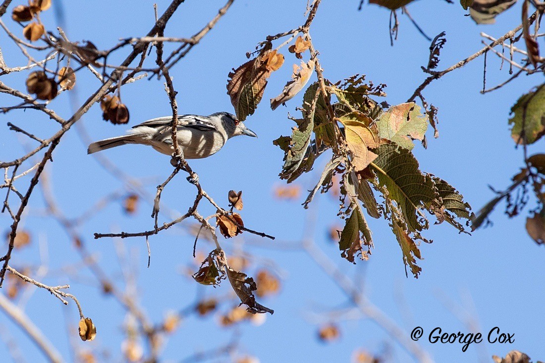 Bird Black Backed Puffback - South Africa - Limpopo