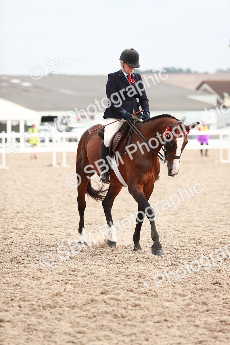 SBM_17596 - Class 215 Ridden Hack/ Riding Horse