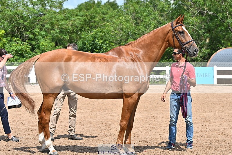 240718A-105259-01402 - Trot Up 12pm to 1pm