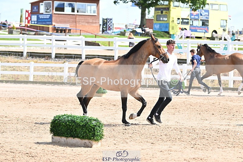 240717A-151646-02710 - Trot Up 3pm to 4pm