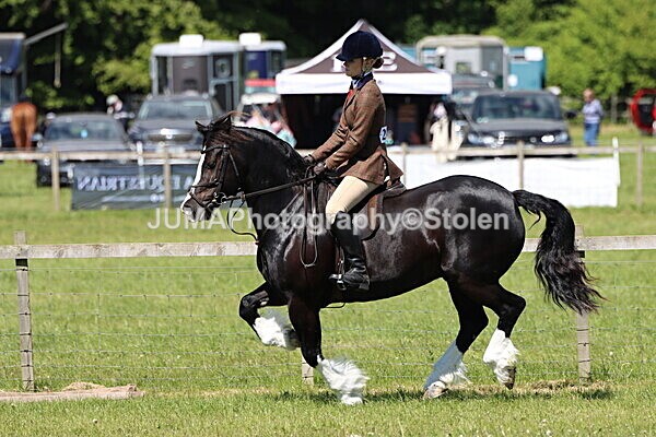 IMG_3700 - Working Hunter