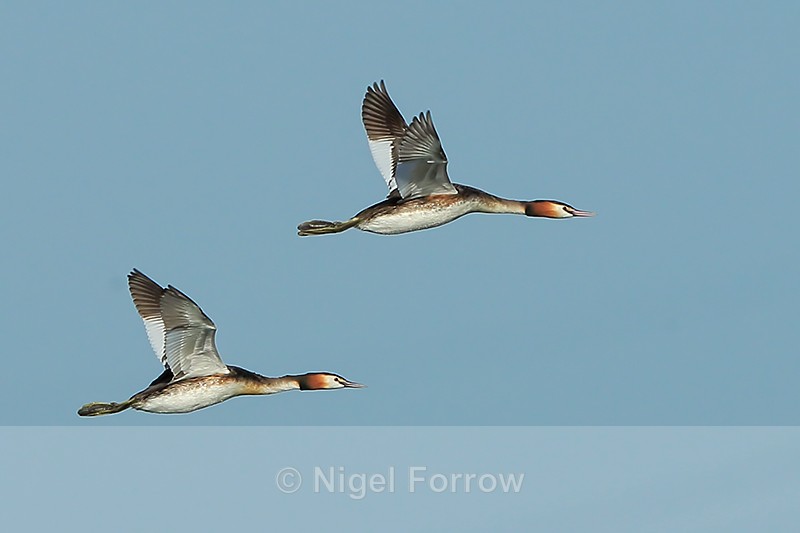 Great Crested Grebes in flight, Farmoor Reservoir - Great Crested Grebe