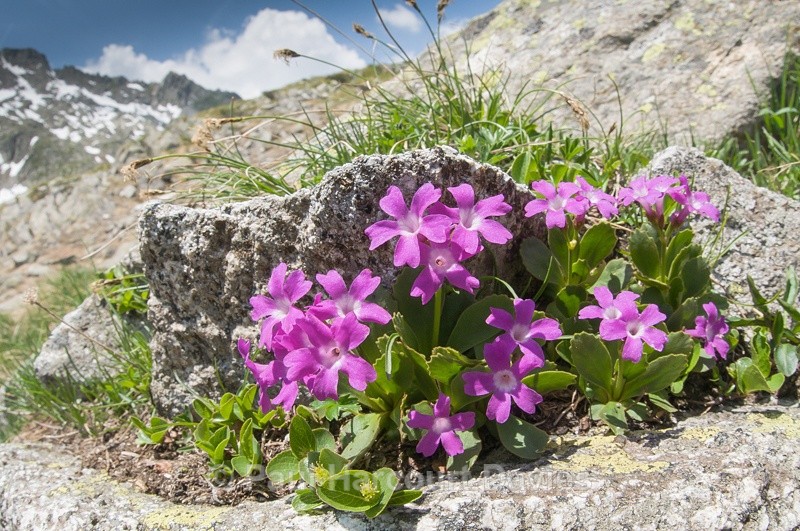  - Plants: wide-angle