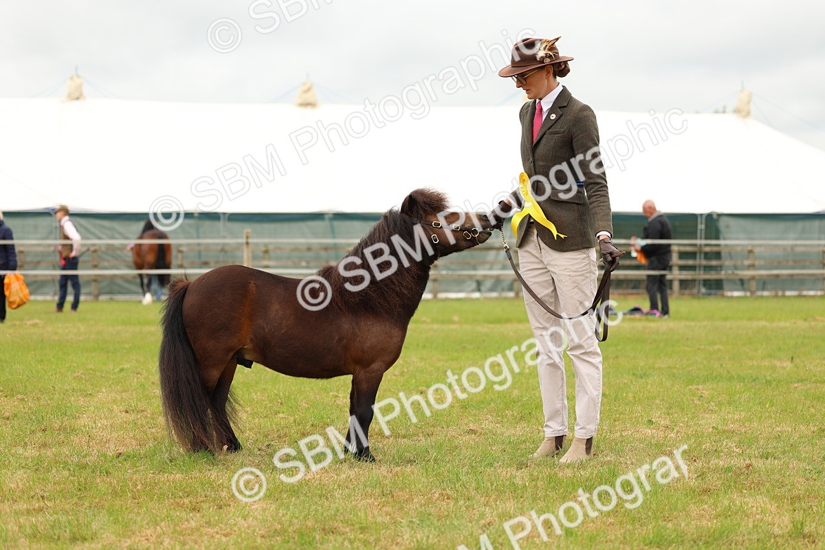 SBM_04492 - Class 64-67 - Shetland Pony In Hand