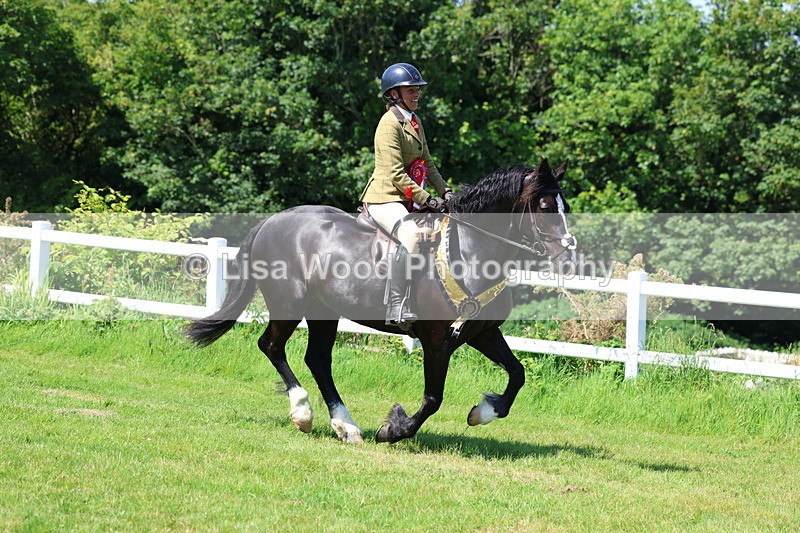 3E7A6849 - Working Hunter Pony Championship