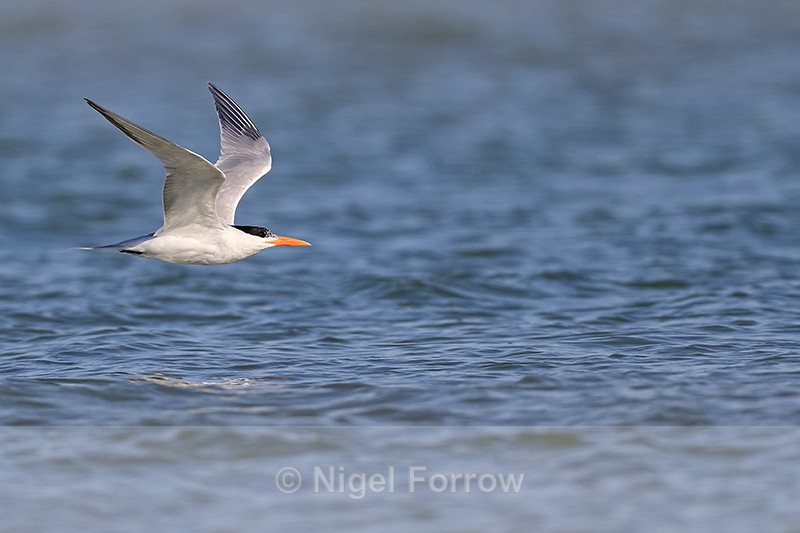 Royal Tern flying wings up, Fort De Soto Park, Florida - Royal Tern