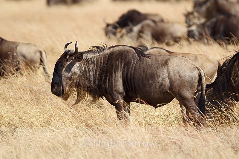 Wildebeest, Masai Mara, Kenya - Antelope