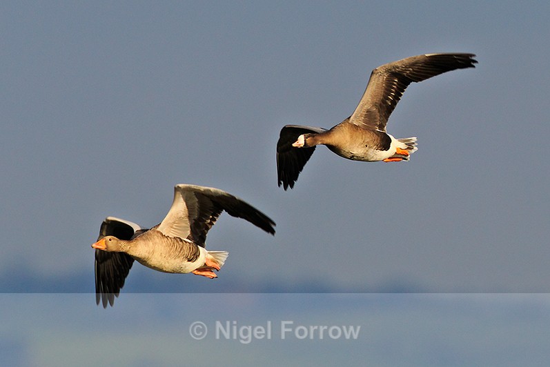 White-fronted Goose in flight with Greylag Goose at Otmoor - White-fronted Goose