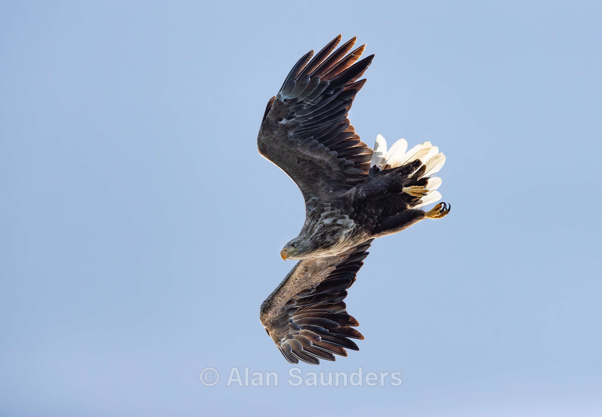 White Tailed Eagle 109
