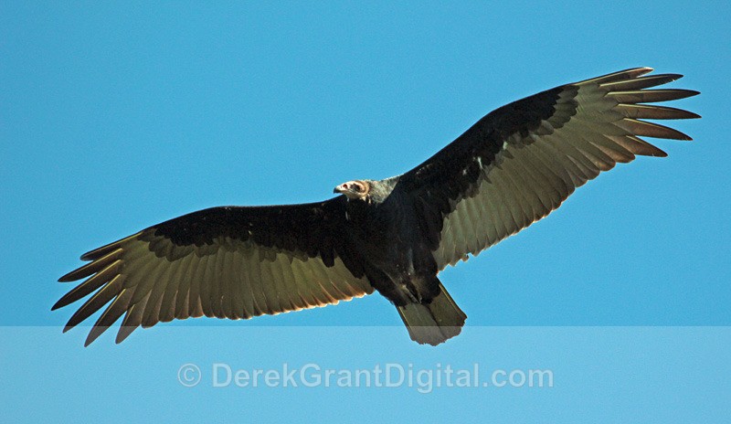 Turkey Vulture (juvenile) in flight - Birds of Atlantic Canada