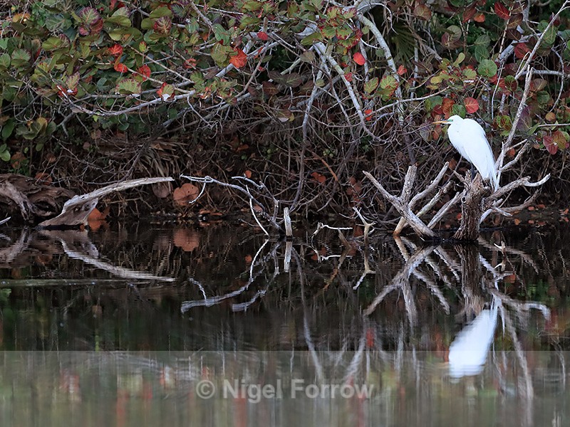 Great Egret reflection, Venice Rookery, Florida - Great Egret