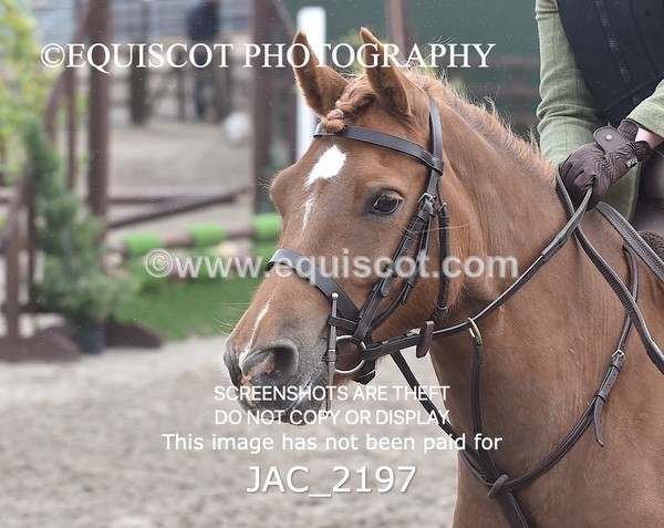 JAC_2197 - CLASS 2 Novice Working Hunter