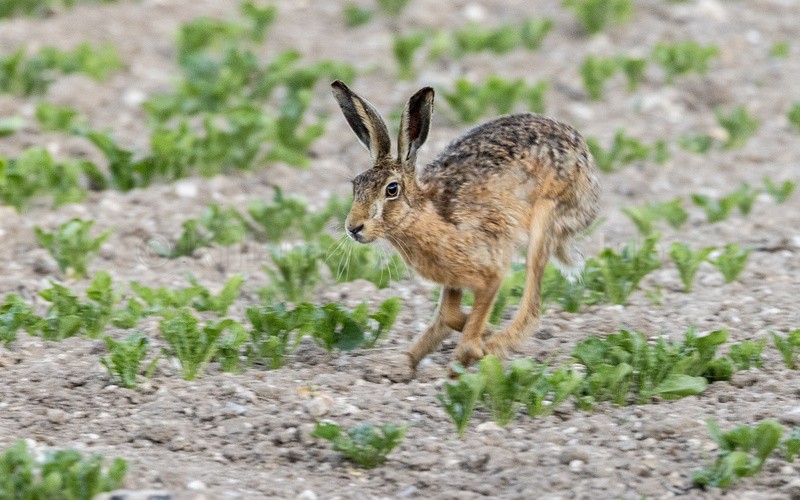 Hare in motion - Dave Softley