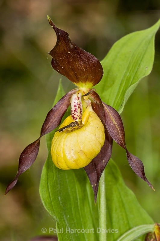  - Orchids - Various