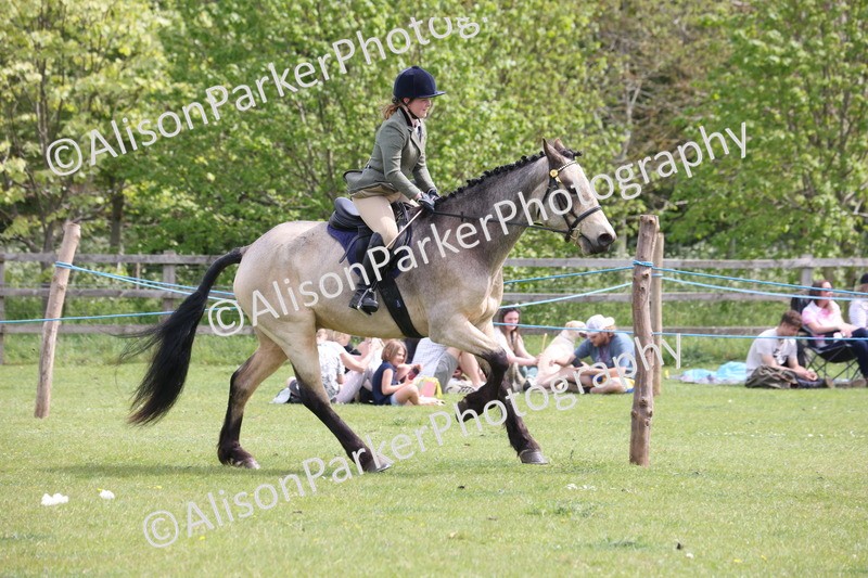 20260426-4345 - Class 34 - Best Riding Horse Over 14.2hh