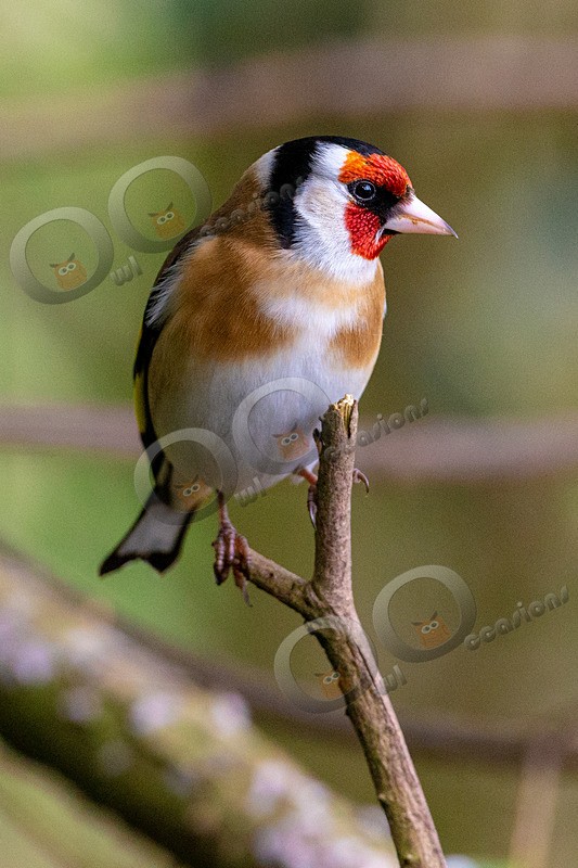 goldfinch Carduelis carduelis-4981 - UK birds