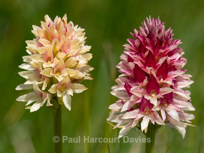  Alpine vanilla orchid ( G. rhellicani  - formerly known as Nigritella ssp. rhellicani) colour form. - Wild Orchids