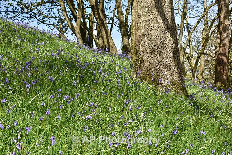 Bluebell_wood_ACP_3604 - Plants