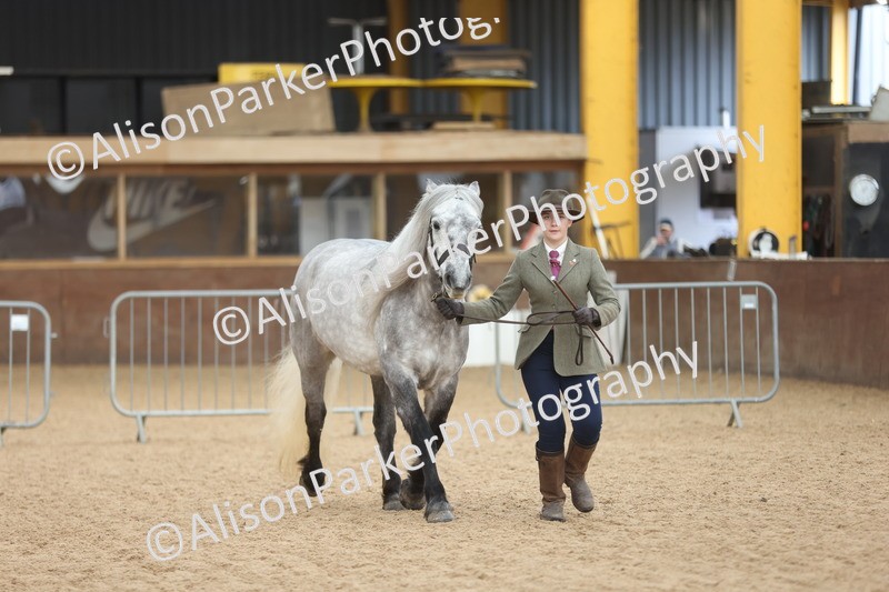 20251109-1037 - Class 28 - Mares 4 Years and over