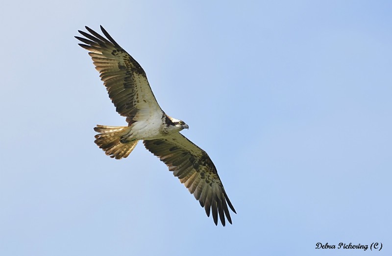 Osprey - Birds Of Prey