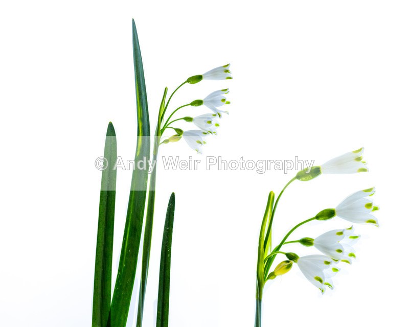 20160418-3K8A3335-4199 - Plants & Flowers