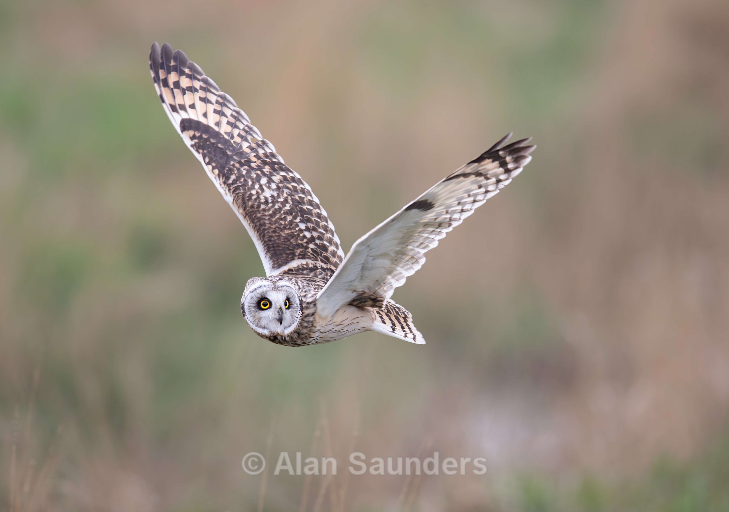 Short Eared Owl