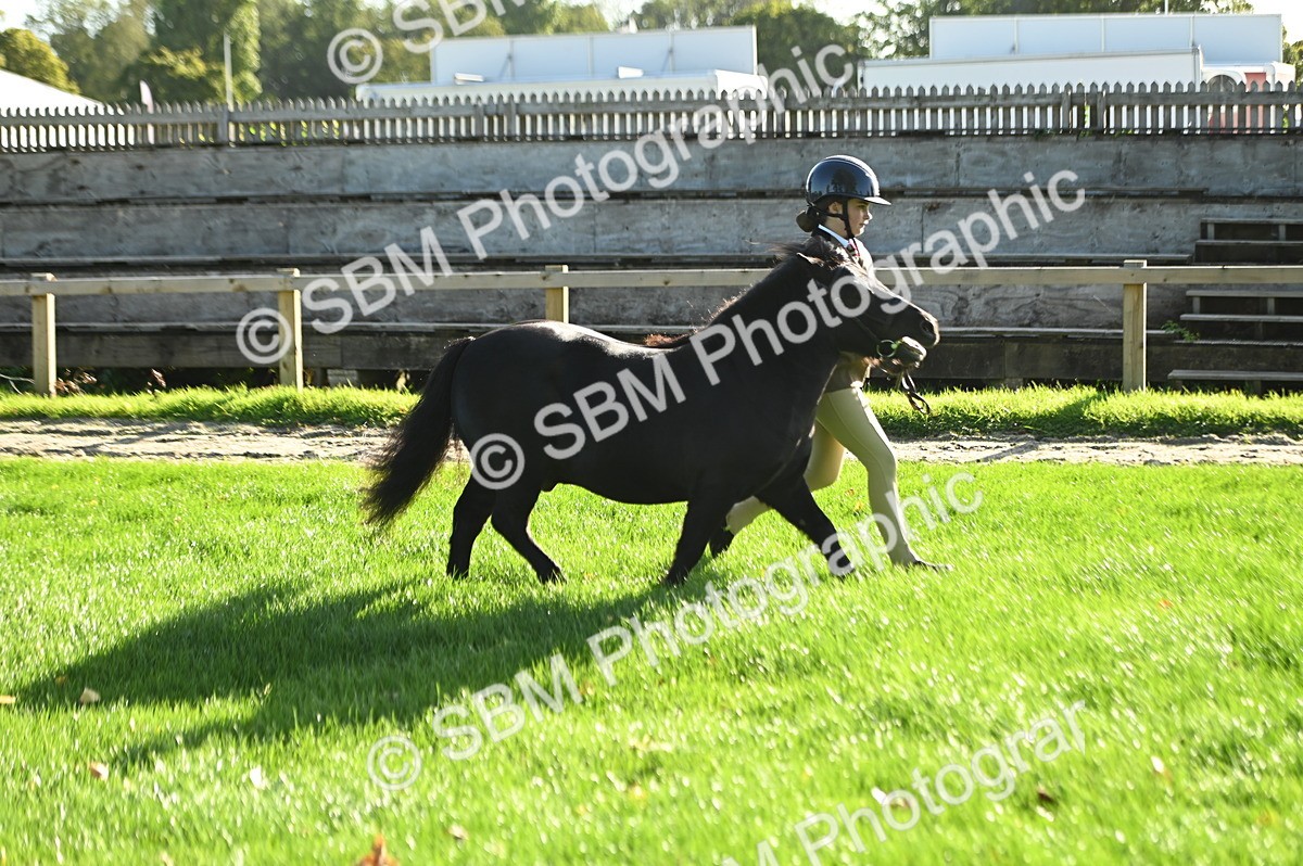 SBM_14763 - S1 - TSR in Hand Horse & Pony Showing