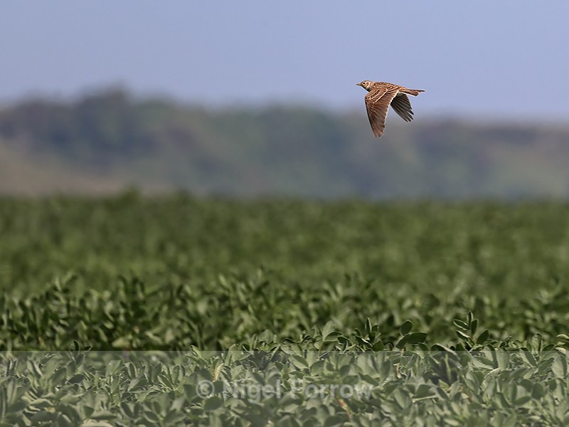 Skylark flying above crops, Dorset, UK - Skylark
