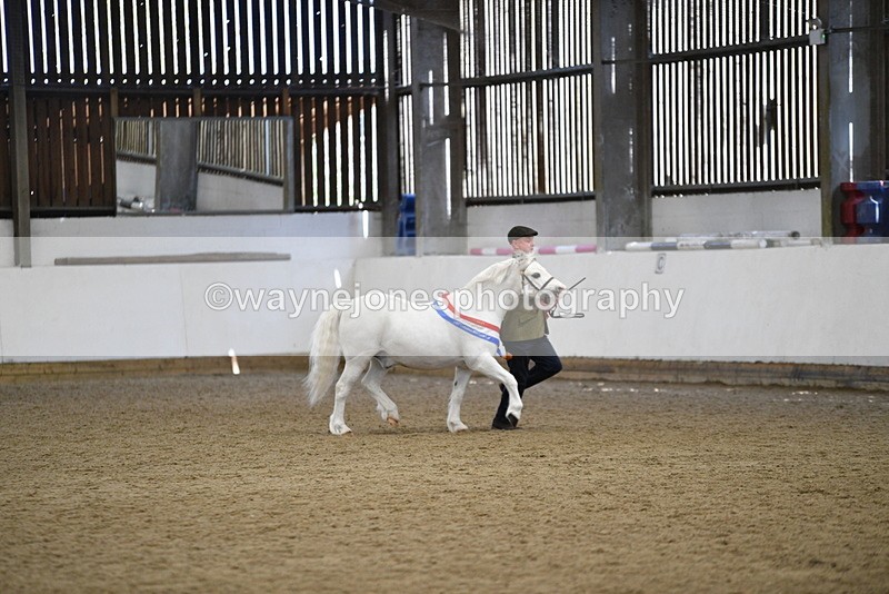 WJ5_5841 - Morning in hand Championship