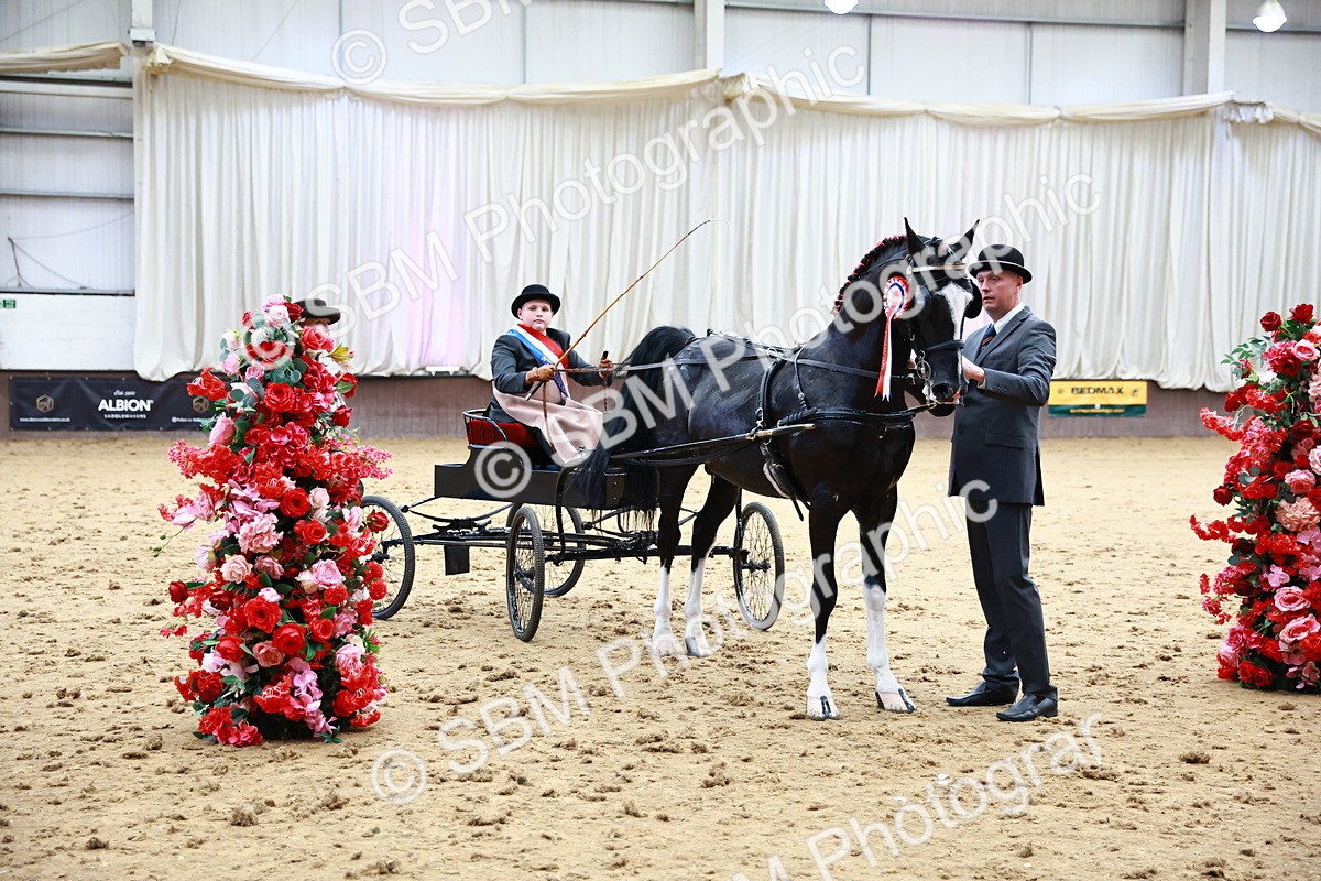 0B8A3931 - Class 13  - HHS Championship Intl Hackney Horse to a Show Wagon
