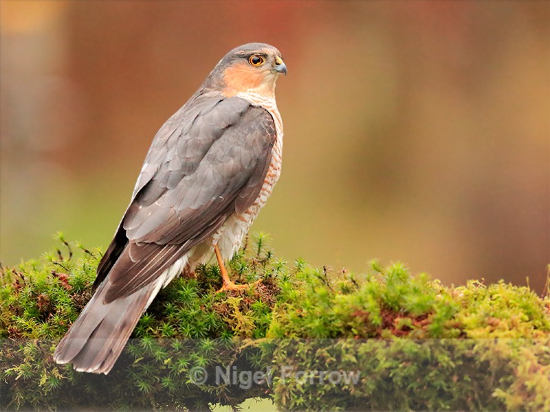Sparrowhawk (male) at sunrise, Dumfries, Scotland - Sparrowhawk